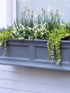 Fairfield Self-Watering Window Box, 3’ 9 Fairfield Self-Watering Window Box, 3’ -Green Haven Shop 39 344 9360 tif