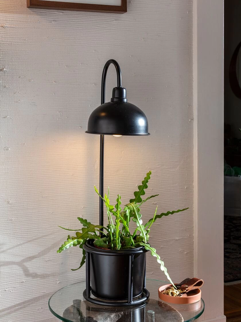 Kira Grow Light Tabletop Planter 1 Kira Grow Light Tabletop Planter