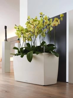 Lechuza® Cararo Rectangular Indoor Planter With Casters