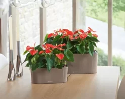 Lechuza® Delta Self-Watering Windowsill Planters -Green Haven Shop 8590298 04V tif