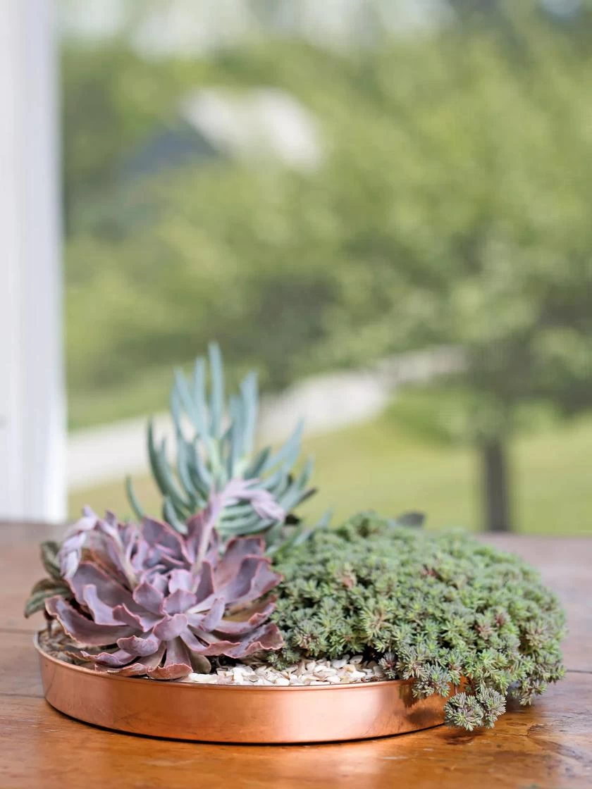 Medium Round Copper Plant Tray, 12" 1 Medium Round Copper Plant Tray, 12"