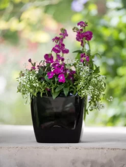 Viva Square Self-Watering Planter, 7" Diameter -Green Haven Shop 8595223 1107 tif