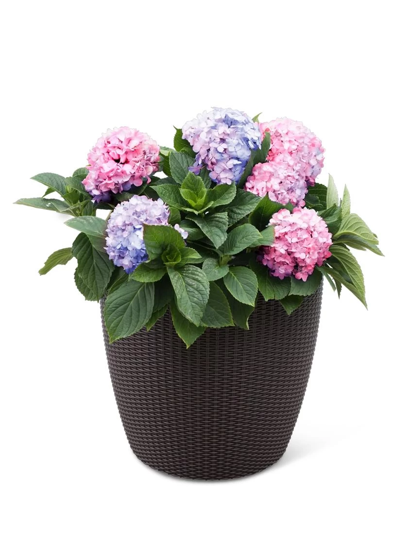 Weave Self-Watering Round Planter, 17" White 2 Weave Self-Watering Round Planter, 17" White - Image 2