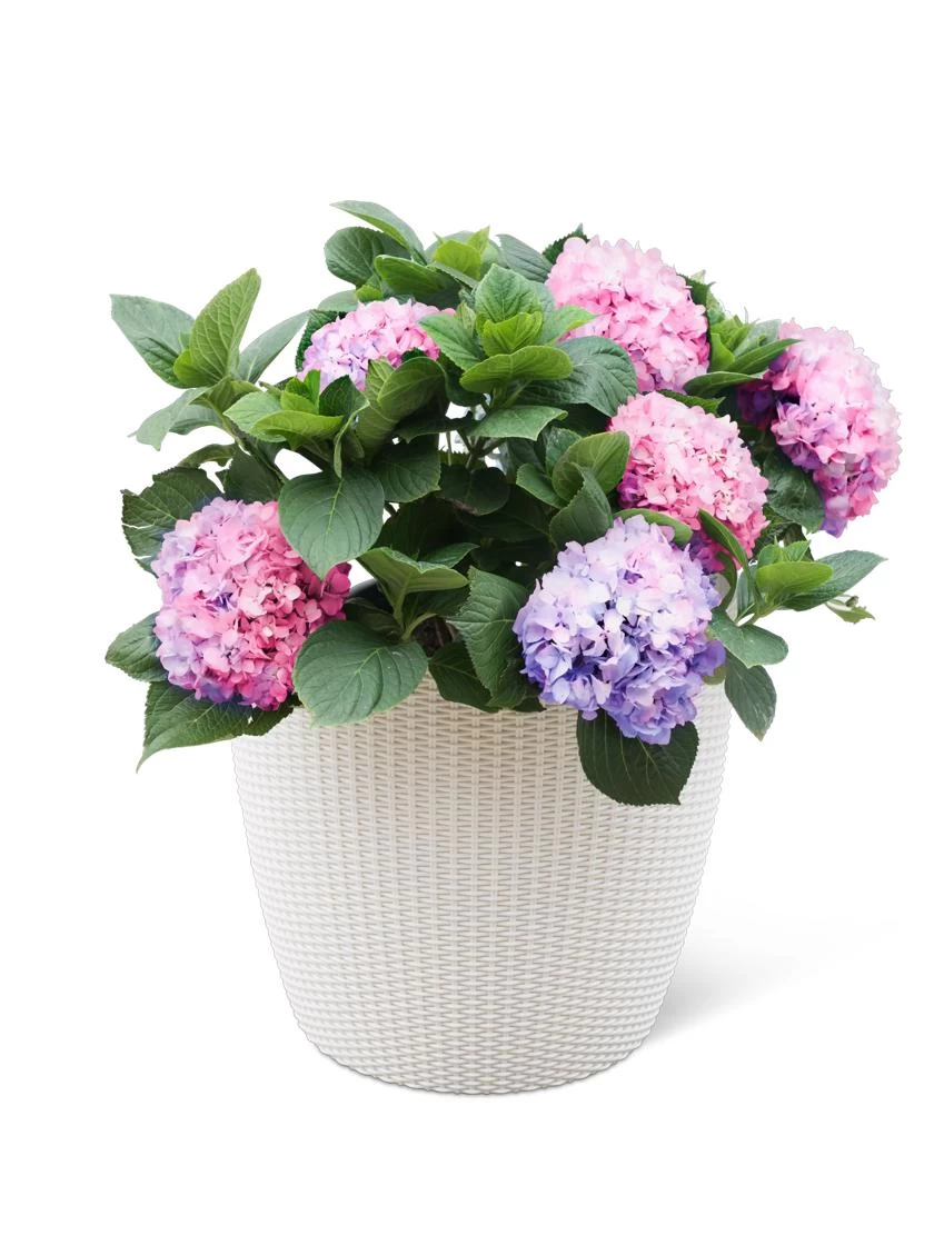 Weave Self-Watering Round Planter, 17" White 3 Weave Self-Watering Round Planter, 17" White - Image 3