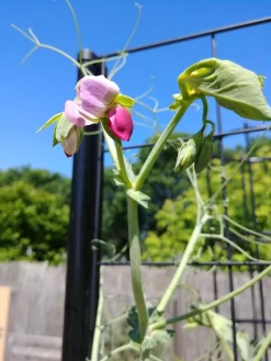 Gardener’s Victory Self-Watering Planter With Vine Trellis -Green Haven Shop 8600177 6588 tif 1