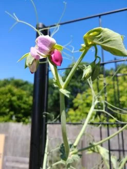 Gardener’s Victory Self-Watering Planter Garden With Vine Trellis 13 Gardener’s Victory Self-Watering Planter Garden With Vine Trellis -Green Haven Shop 8600177 6588 tif