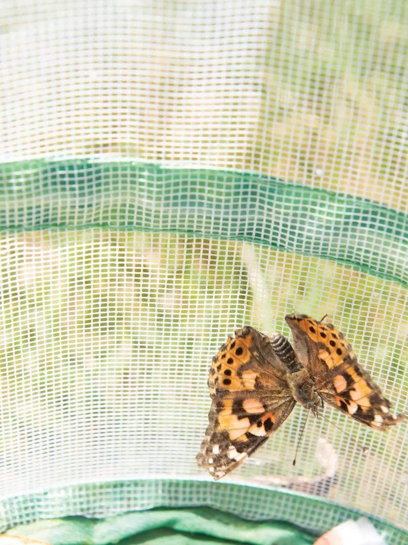 Butterfly Garden® Kit With Voucher 4 Butterfly Garden® Kit With Voucher - Image 4