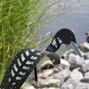 Florida Dancing Birds®, Loon