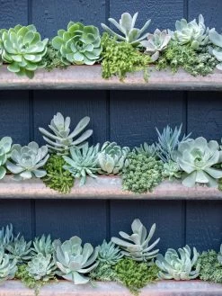 3-Tier Vertical Wall Planter, 3' 9 3-Tier Vertical Wall Planter, 3' -Green Haven Shop 8611013 055 tif