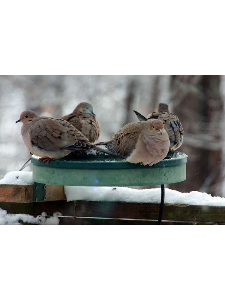 All Seasons 3-in-1 Heated Birdbath 2 All Seasons 3-in-1 Heated Birdbath - Image 2