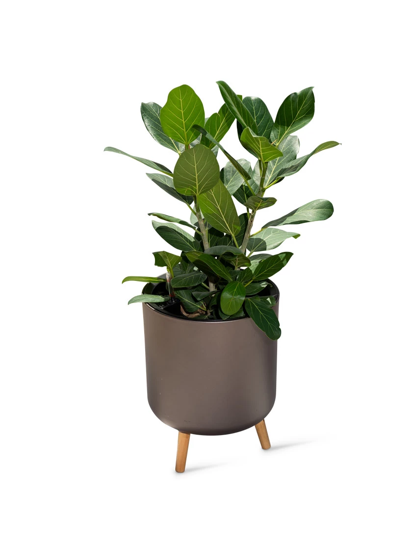 Ava Self-Watering Round Planter 4 Ava Self-Watering Round Planter - Image 4