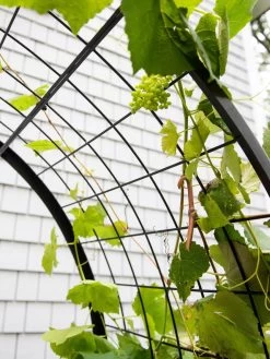 2’ X 4’ Arch Trellis For Planter Boxes 15 2’ X 4’ Arch Trellis For Planter Boxes -Green Haven Shop 8612976 0436