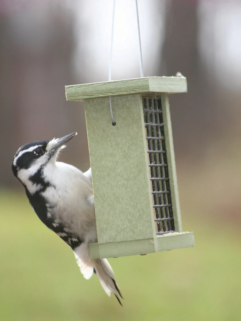 Birds Choice™ Suet Feeder 1 Birds Choice™ Suet Feeder